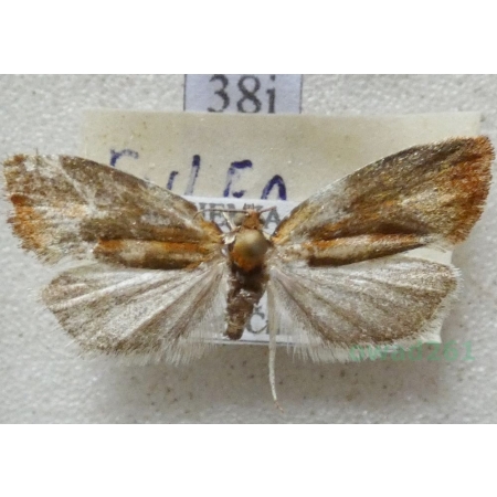 Eulia ministrana (Linnaeus, 1758) Czech38i